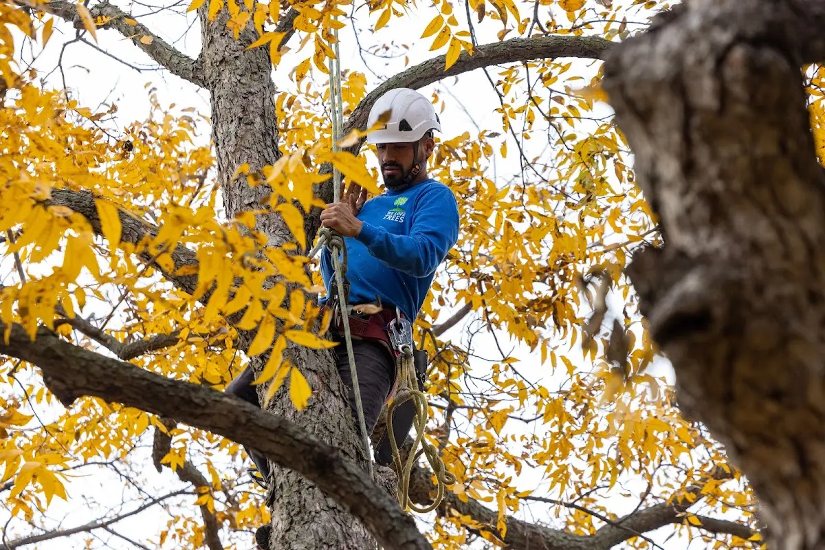 Skilled Tree Planing crew working in Rockville