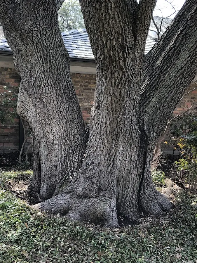 Mature heritage tree close to a Rockville property cared for by certified arborists